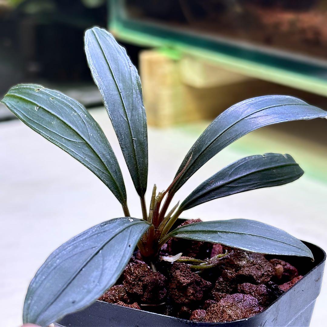 乳*菌様 ブセファランドラ Bucephalandra keris ケリス　レア