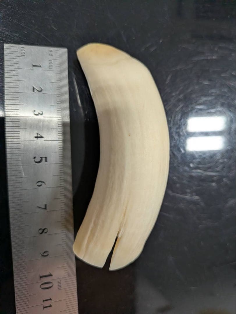 抹香鯨歯 美品