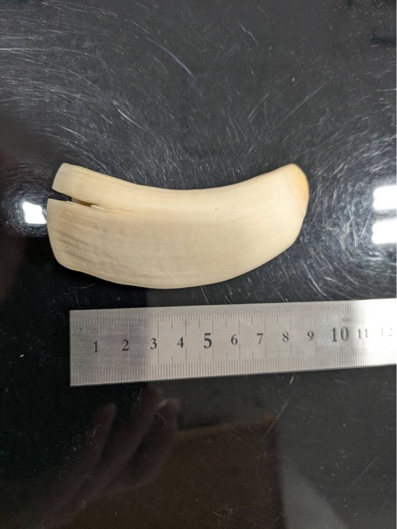 抹香鯨歯 美品