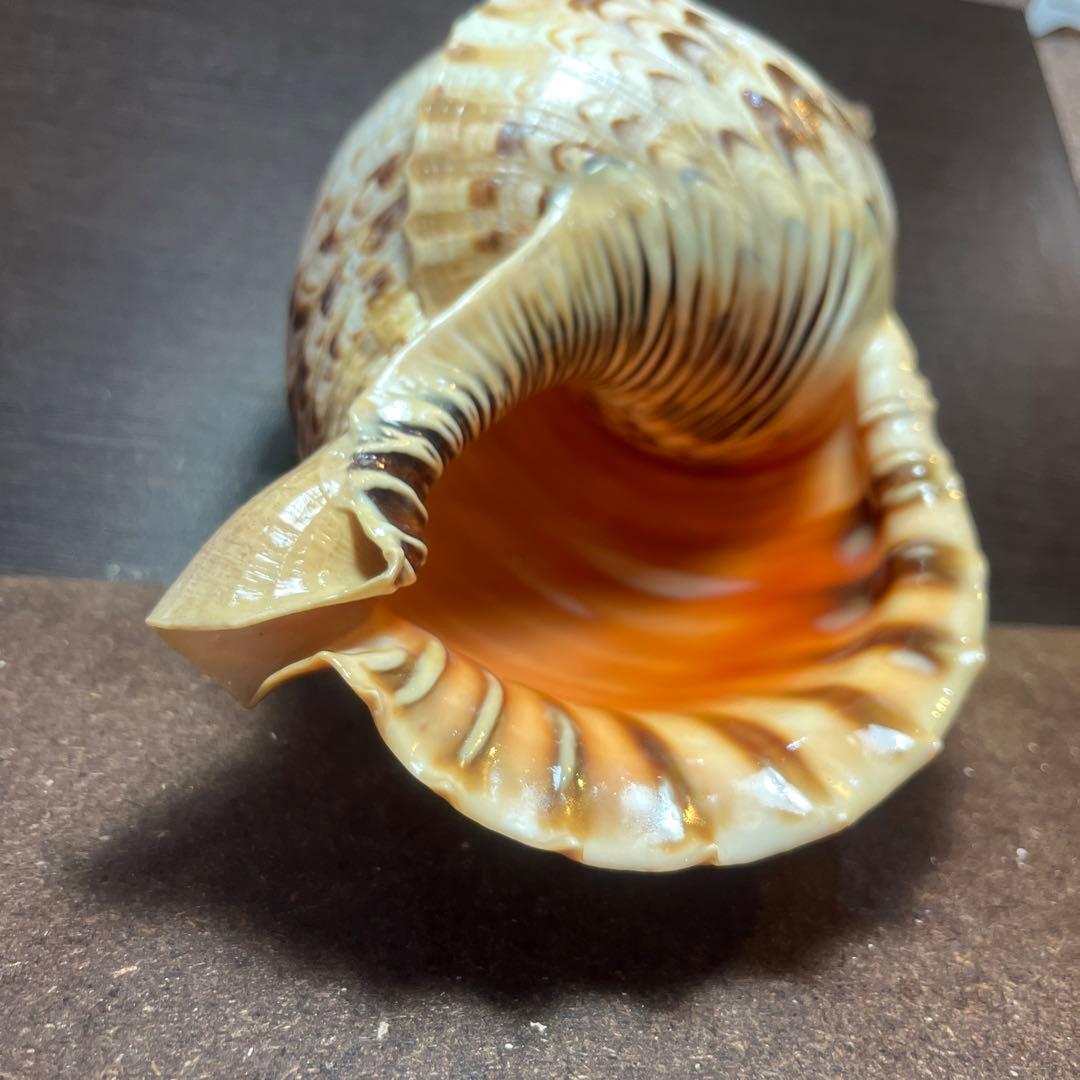 激レア　長崎県産　法螺貝　ホラガイ